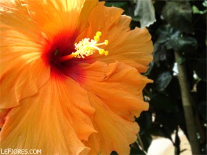 hibiscus-malaysia-national-flower1