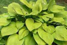 hosta