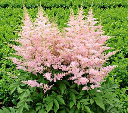 Astilbe