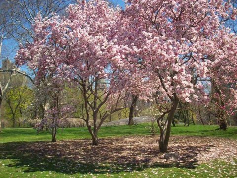 central-park-cherry-blossoms