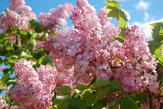 Syringa x hyacinthiflora 'Maiden's Blush'